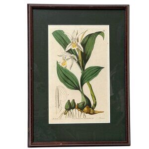 Framed Botanical Print Vintage Art Print 12.25" High White Flower
